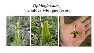 Ophioglossum,
the adder's-tongue ferns,
 