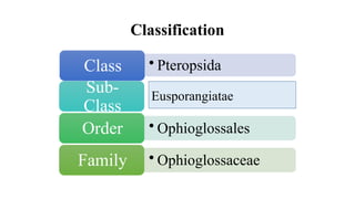 Classification
• Pteropsida
Class
Sub-
Class
• Ophioglossales
Order
• Ophioglossaceae
Family
Eusporangiatae
 