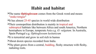 Habit and habitat
The name Ophioglossum comes from the Greek word and means
"snake-tongue"
It has almost 25-45 species in world wide distribution
Their cosmopolitan distribution is mainly in tropical and
subtropical habitats like between Africa and south America, Northern
hemisphere in Europe, temperate Asia e.g. O. vulgatum. In Austraila,
Spain Purtagal e.g. Ophioglossum lusitanicum
It is terrestrial and grow in soil rich in humus
About dozen species recorded from India.
The plant grows from a central, budding, fleshy structure with fleshy,
radiating roots.
 