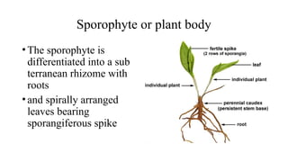 Sporophyte or plant body
•The sporophyte is
differentiated into a sub­
terranean rhizome with
roots
•and spirally arranged
leaves bearing
sporangiferous spike
 