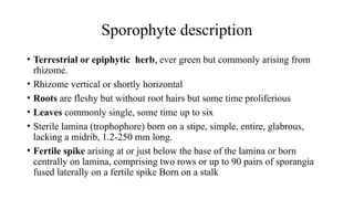 Sporophyte description
• Terrestrial or epiphytic herb, ever green but commonly arising from
rhizome.
• Rhizome vertical or shortly horizontal
• Roots are fleshy but without root hairs but some time proliferious
• Leaves commonly single, some time up to six
• Sterile lamina (trophophore) born on a stipe, simple, entire, glabrous,
lacking a midrib, 1.2-250 mm long.
• Fertile spike arising at or just below the base of the lamina or born
centrally on lamina, comprising two rows or up to 90 pairs of sporangia
fused laterally on a fertile spike Born on a stalk
 