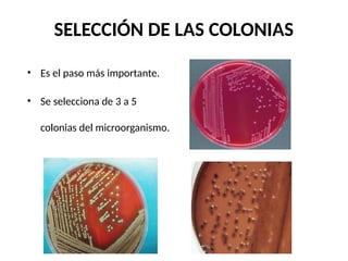 SELECCIÓN DE LAS COLONIAS
• Es el paso más importante.
• Se selecciona de 3 a 5
colonias del microorganismo.
 