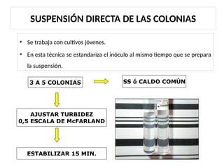 SUSPENSIÓN DIRECTA DE LAS COLONIAS
• Se trabaja con cultivos jóvenes.
• En esta técnica se estandariza el inóculo al mismo tiempo que se prepara
la suspensión.
3 A 5 COLONIAS SS ó CALDO COMÚN
AJUSTAR TURBIDEZ
0,5 ESCALA DE McFARLAND
ESTABILIZAR 15 MIN.
 