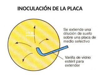INOCULACIÓN DE LA PLACA
1ml de
inóculo
 