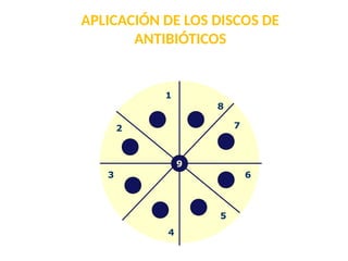 APLICACIÓN DE LOS DISCOS DE
ANTIBIÓTICOS
1
2
3
4
5
6
7
8
9
 