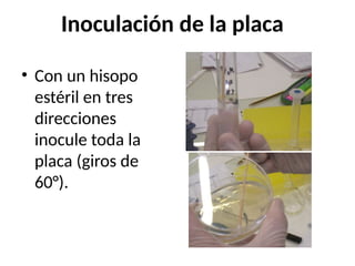 Inoculación de la placa
• Con un hisopo
estéril en tres
direcciones
inocule toda la
placa (giros de
60°).
 