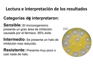 Lectura e interpretación de los resultados
Categorías de interpretaron:
Sensible: El microorganismo
presenta un gran área de inhibición
causada por el fármaco. 95% éxito
Intermedio: Se presenta un halo de
inhibición mas reducido.
Resistente: Presenta muy poco o
casi nada de halo.
 