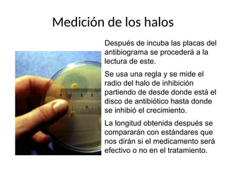 Medición de los halos
Después de incuba las placas del
antibiograma se procederá a la
lectura de este.
Se usa una regla y se mide el
radio del halo de inhibición
partiendo de desde donde está el
disco de antibiótico hasta donde
se inhibió el crecimiento.
La longitud obtenida después se
compararán con estándares que
nos dirán si el medicamento será
efectivo o no en el tratamiento.
 