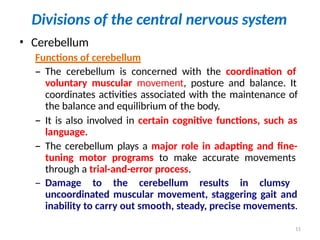 11. Central nervous system & its organization | PPTX