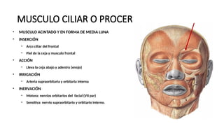 Musulo Procer MIOLOGÍA Anatomía humana un resumen rápido y entendible para ustedes | PPTX