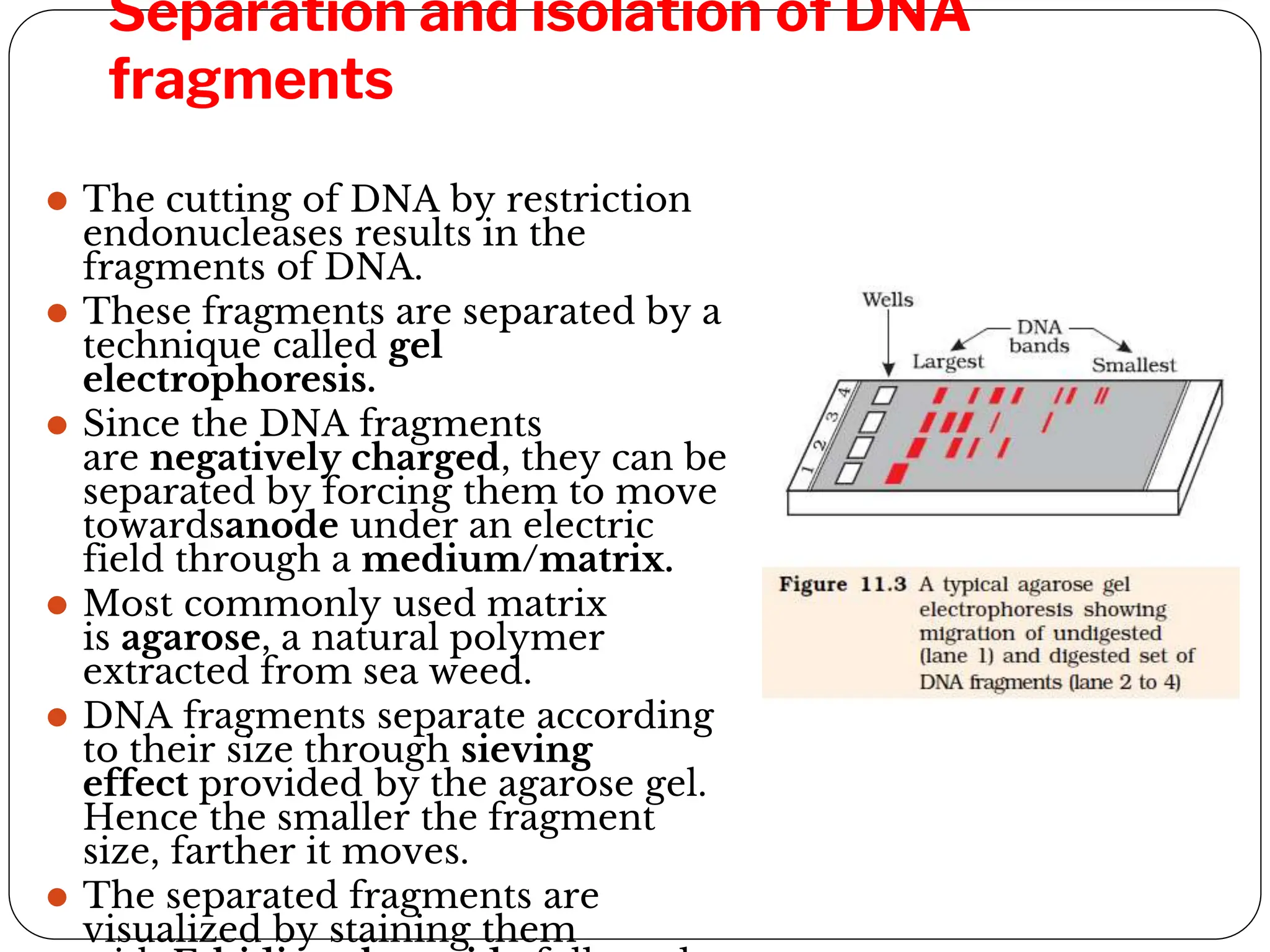Separation and isolation of DNA
fragments
⚫ The cutting of DNA by restriction
endonucleases results in the
fragments of DNA.
⚫ These fragments are separated by a
technique called gel
electrophoresis.
⚫ Since the DNA fragments
are negatively charged, they can be
separated by forcing them to move
towardsanode under an electric
field through a medium/matrix.
⚫ Most commonly used matrix
is agarose, a natural polymer
extracted from sea weed.
⚫ DNA fragments separate according
to their size through sieving
effect provided by the agarose gel.
Hence the smaller the fragment
size, farther it moves.
⚫ The separated fragments are
visualized by staining them
 