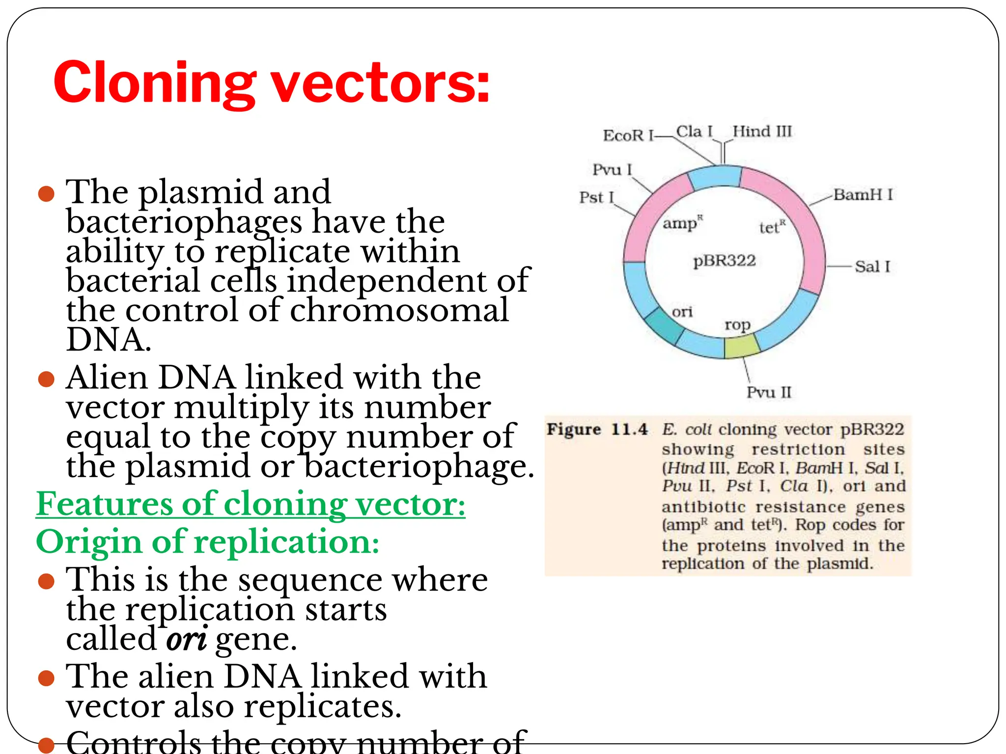 Cloning vectors:
⚫ The plasmid and
bacteriophages have the
ability to replicate within
bacterial cells independent of
the control of chromosomal
DNA.
⚫ Alien DNA linked with the
vector multiply its number
equal to the copy number of
the plasmid or bacteriophage.
Features of cloning vector:
Origin of replication:
⚫ This is the sequence where
the replication starts
called ori gene.
⚫ The alien DNA linked with
vector also replicates.
 