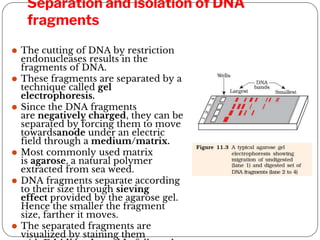 11. BIOTECHNOLOGY PRINCIPLES AND PROCESSES.pdf