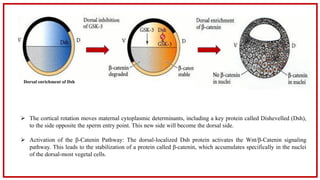 Body Axis formation in Xenopus ( zoology).pdf