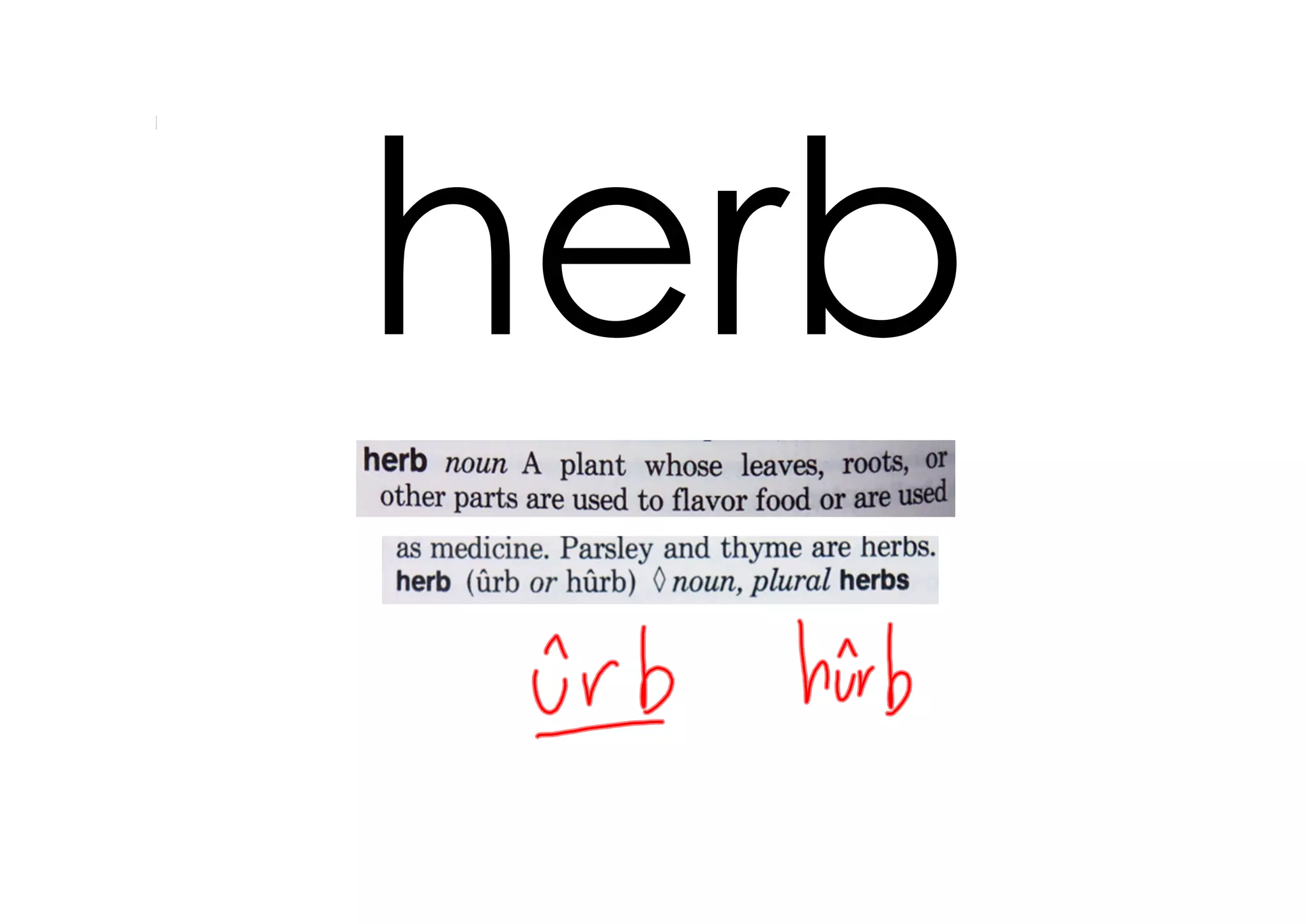 herb
 
