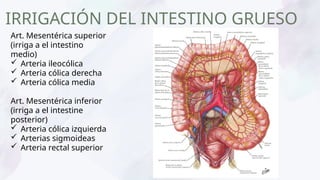 Anatomía y aspectos clínicos del duodeno, yeyuno, íleon e intestino ...