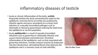 Comprehensive Overview of the Male Reproductive System and ...