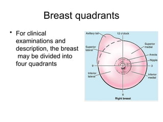 Left Rbeast Quadrants Comprehensive Anatomy of the Breast: Structure, Function, and Clinical ...