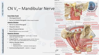 Cnv3 Course Gross Anatomy of Head and Neck III - Cranial Nerves | PPTX