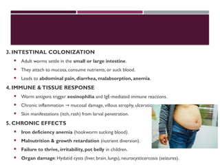 3. INTESTINAL COLONIZATION
 Adult worms settle in the small or large intestine.
 They attach to mucosa, consume nutrients, or suck blood.
 Leads to abdominal pain, diarrhea, malabsorption, anemia.
4. IMMUNE &TISSUE RESPONSE
 Worm antigens trigger eosinophilia and IgE mediated immune reactions.
‑
 Chronic inflammation mucosal damage, villous atrophy, ulceration.
→
 Skin manifestations (itch, rash) from larval penetration.
5. CHRONIC EFFECTS
 Iron deficiency anemia (hookworm sucking blood).
 Malnutrition & growth retardation (nutrient diversion).
 Failure to thrive, irritability, pot belly in children.
 Organ damage: Hydatid cysts (liver, brain, lungs), neurocysticercosis (seizures).
 