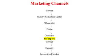 Marketing Channels
Grower
↓
Nursery/Collection Center
↓
Wholesaler
↓
Florist
↓
Consumer
For export:
Grower
↓
Exporter
↓
International Market
 