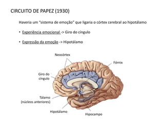 CIRCUITO DE PAPEZ (1930)
Haveria um “sistema de emoção” que ligaria o córtex cerebral ao hipotálamo
• Experiência emocional -> Giro do cíngulo
• Expressão da emoção -> Hipotálamo
Fórnix
Neocórtex
Giro do
cíngulo
Tálamo
(núcleos anteriores)
Hipocampo
Hipotálamo
 
