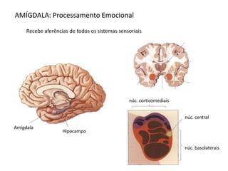 AMÍGDALA: Processamento Emocional
Hipocampo
Amígdala
Recebe aferências de todos os sistemas sensoriais
núc. corticomediais
núc. central
núc. basolaterais
 