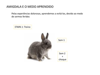 AMIGDALA E O MEDO APRENDIDO
Pelas experiências dolorosas, aprendemos a evitá-las, devido ao medo
de sermos feridos
Som 1
Som 2
+
choque
ETAPA 1: Treino
 