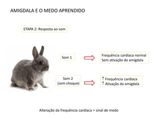 AMIGDALA E O MEDO APRENDIDO
Som 1
Som 2
(sem choque)
Frequência cardíaca normal
Sem ativação da amígdala
 Frequência cardíaca
 Ativação da amígdala
ETAPA 2: Resposta ao som
Alteração da frequência cardíaca = sinal de medo
 