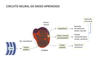CIRCUITO NEURAL DO MEDO APRENDIDO
SOM
Córtex
auditivo
Córtex
cerebral
Subst. cinzenta
periaquedutal
Hipotálamo
Nuc. basolaterais
Núcleo
Central
Amígdala
Experiência
emocional
Reação
comportamental
(motor somático)
Resposta
SN autônomo
(motor visceral)
Expressão
emocional
 