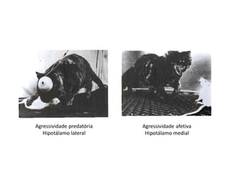 Agressividade predatória
Hipotálamo lateral
Agressividade afetiva
Hipotálamo medial
 