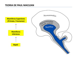 Réptil
Mamíferos
Inferiores
Mamíferos Superiores
(Primata / Humanos)
TEORIA DE PAUL MACLEAN
 