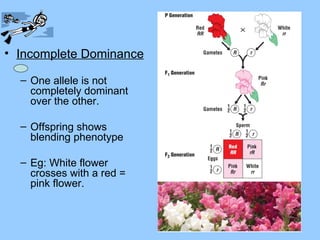 • Incomplete Dominance

  – One allele is not
    completely dominant
    over the other.

  – Offspring shows
    blending phenotype

  – Eg: White flower
    crosses with a red =
    pink flower.
 