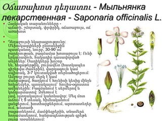 Օճառախոտ դեղատու - Мыльнянка
лекарственная - Saponaria officinalis L.
 Հայկական տարանունները -
աճառի, շմորտակ, փրփրիկ, օճառաբույս, օճ
առախոտ

 Դեղաբույսի նկարագրությունը:
Մեխակազգիների ընտանիքին
պատկանող, նուրբ, 30-90 սմ
բարձրության, բազմամյա խոտաբույս է: Ունի
երկարավուն, հակադիր դասավորված
տերևներ: Ծաղիկները խոշոր
են, հնգաթերթիկ, բուրավետ (հատկապես
գիշերվա ժամերին), վարդագույն կամ
սպիտակ, 3-7 կուտակված տերևածոցերում:
Ամբողջ բույսը մերկ է կամ
մանրաթավ, ծաղկում է հունիսի կեսից մինչև
հոկտեմբեր, պտղակալում` հուլիս-օգոստոս
ամիսներին: Բազմանում է սերմերով և
կոճղարմատով: Ձմեռում է
լավ, պտղակալում կանոնավոր: Մեզ մոտ
աճում է 5 տեսակ, հիմնականում
ցանքերում, խոտհարքներում, արոտատեղեր
ում, անտառի
բացատներում, ճամփեզրերին, տնամերձ
հողամասերում, հանրապետության գրեթե
բոլոր շրջաններում:
 