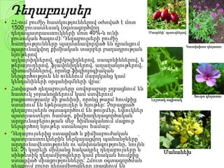 Դեղաբույսեր
 ՀՀ-ում բուժիչ հատկություններով օժտված է մոտ
1500 բուսատեսակ (օգտագործվող
դեղապատրաստուկների մոտ 40%-ն ունի
բուսական ծագում): Դեղաբույսերի բուժիչ
հատկությունները պայմանավորված են դրանցում
պարունակվող քիմիական տարբեր բաղադրության
նյութերով՝
ալկալոիդներով, գլիկոզիդներով, սապոնիններով, ե
թերայուղերով, ֆլավոնիդներով, աղաղանյութերով,
վիտամիններով, որոնք ֆիզիոլոգիական
ներգործություն են ունենում մարդկանց կամ
կենդանիների օրգանիզմների վրա:
 Հավաքած դեղաբույսերը սովորաբար չորացնում են
հատուկ չորանոցներում կամ ստվերում՝
բացառությամբ մի քանիսի, որոնց թարմ հումքից
ստանում են եթերայուղեր և հյութեր: Չորացրած
դեղաբույսերն օգտագործում են թուրմեր, եփուկներ
պատրաստելու համար, քիմիադեղագործական
արդյունաբերության մեջ՝ հիմնականում մաքուր
ներգործող նյութեր ստանալու համար:
 Դեղաբույսերից ստացված և քիմիաբուժական
պատրաստուկներին ներկայացվող պահանջները՝
արդյունավետությունն ու անվտանգությունը, նույնն
են: Չի կարելի միմյանց հակադրել դեղաբույսերը և
սինթետիկ դեղամիջոցները կամ բնական հումքից
ստացված միացությունները: Հմուտ օգտագործման
դեպքում բոլոր դեղամիջոցները լրացնում են
Մասրենի` պտուղներով
Կատվախոտ դեղատու
Լոշտակ սպիտակ
Մանանեխ
Տուղտ դեղատու
 