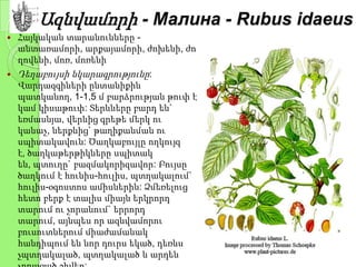 Ազնվամորի - Малина - Rubus idaeus
 Հայկական տարանունները -
անտառամորի, արքայամորի, ժոխենի, ժո
ղովենի, մոռ, մոռենի
 Դեղաբույսի նկարագրությունը:
Վարդազգիների ընտանիքին
պատկանող, 1-1,5 մ բարձրության թուփ է
կամ կիսաթուփ: Տերևները բարդ են`
եռմասնյա, վերևից գրեթե մերկ ու
կանաչ, ներքևից` թաղիքանման ու
սպիտակավուն: Ծաղկաբույլը ողկույզ
է, ծաղկաթերթիկները սպիտակ
են, պտուղը` բազմակորիզավոր: Բույսը
ծաղկում է հունիս-հուլիս, պտղակալում`
հուլիս-օգոստոս ամիսներին: Ձմեռելուց
հետո բերք է տալիս միայն երկրորդ
տարում ու չորանում` երրորդ
տարում, այնպես որ ազնվամորու
բուսուտներում միաժամանակ
հանդիպում են նոր դուրս եկած, դեռևս
չպտղակալած, պտղակալած և արդեն
 