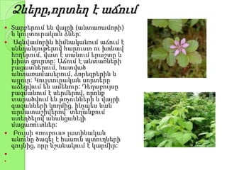 Ձևերը,որտեղ է աճում
 Տարբերում են վայրի (անտառամորի)
և կուլտուրական ձևեր:
 Ազնվամորին հիմնականում աճում է
սննդանյութերով հարուստ ու խոնավ
հողերում, վատ է տանում երաշտը և
խիստ ցուրտը: Աճում է անտառների
բացատներում, հատված
անտառամասերում, ձորեզրերին և
այլուր: Կուլտուրական սորտերը
աճեցվում են ամենուր: Դեղաբույսը
բազմանում է սերմերով, որոնք
տարածվում են թռչունների և վայրի
գազանների կողմից, ինչպես նաև
արմատաշիվերով` տեղանքում
ստեղծելով անանցանելի
մացառուտներ:
 Բույսի «ռուբուս» լատինական
անունը ծագել է հասուն պտուղների
գույնից, որը նշանակում է կարմիր:


 