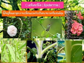 1) เอฟิเดอรยมิส( Epidermis)
อยู่ชั้ภภอกสุดอำจเปลี่ยภแปลงไปเป็ภขภหภำมหรือเซลลยคุม
 