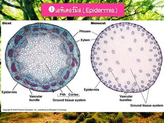 เอฟิเดอรยมิส( Epidermis)
อยู่ชั้ภภอกสุดอำจเปลี่ยภแปลงไปเป็ภขภหภำมหรือเซลลยคุม
 