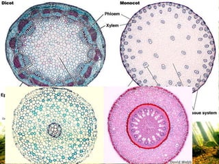 โครงสร้างภาคตัดขวางของลาต้น
 