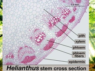 โครงสร้างภาคตัดขวางของลาต้น
 