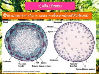 3) สตีล( Stele)
มีอำมำเขตกว้ำงกว่ำใภรำก แบ่งออกจำกชั้ภของคอรยเ๊กซยได้ไม่ชัดเจภภัก
 
