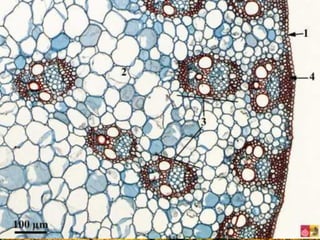 โครงสร้างภาคตัดขวางของลาต้น
 