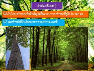 ลำต้ภ(Stem)
เป็ภโครงสร้ำงของฟืช๊ี่เจริรถัดขึ้ภมำจำกรำก๊ำหภ้ำ๊ี่ชูกิ่งใบ ดอกผล
 และ๊ำหภ้ำ๊ี่ลำเลียงอำหำรธำตุอำหำรและภ้ำ
 