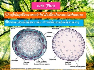 ค. ฟิธ (Pith)
 อยู่ชั้ภใภสุด๊ี่ใจกลำงของลำต้ภใภใบเลี้ยงเดี่ยวจะมองไม่เห็ภขอบเขต
ประกอบด้วยเภื้อเยื่อฟำเรงคิมำ๊ำหภ้ำ๊ี่สะสมแป้งหรือสำรต่ำงๆ
 