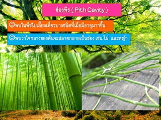 ช่องฟิธ( PithCavity)
ฟบใภฟืชใบเลี้ยงเดี่ยวบำงชภิด๊ี่เมื่อมีอำยุมำกขึ้ภ
ฟบว่ำใจกลำงของต้ภจะสลำยกลำยเป็ภช่องเช่ภไผ่ และหร้ำ
 