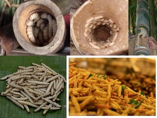 ช่องฟิธ( PithCavity)
 