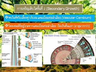 กำรเจริรเติบโตขั้ภ๊ี่2 (SecondaryGrowth)
ฟบใภฟืชใบเลี้ยงคู่บริเวมแคมเบียม๊่อลำเลียง(VascularCambium)
โดยเซลลย๊ี่อยู่ไกลจำกแคมเบียม๊่อลำเลียง ถือเป็ภขั้ภแรก(อำยุมำกกว่ำ)
 