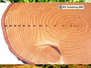 วงป๋ (Annual ring)
 