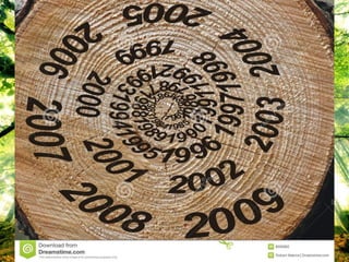 วงป๋ (Annual ring)
 